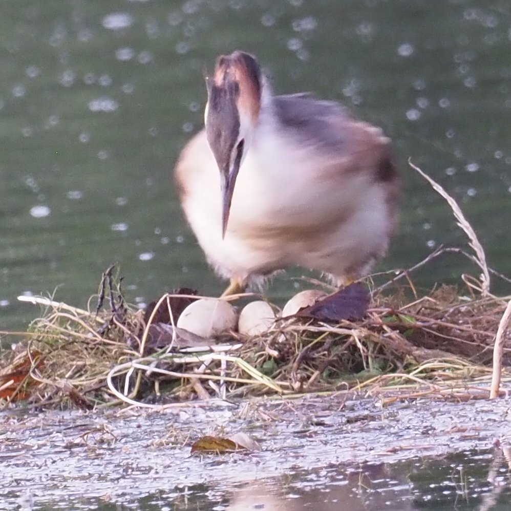 Le nid avec 3 oeufs et un oiseau qui couve. 6 Août 21h42