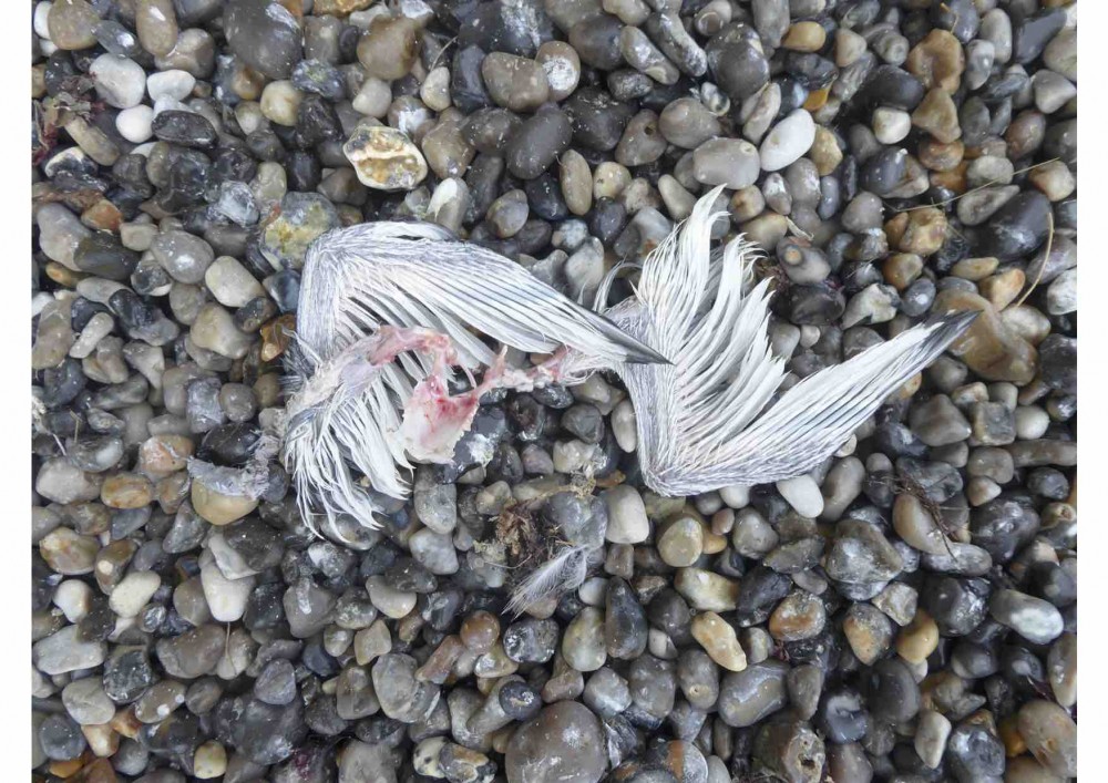 Plusieurs restes de poussins retrouvés au  pied de la falaise