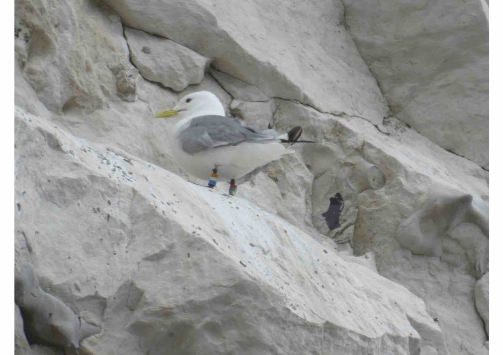 Oiseau né et bagué en 2016 à la pointe du Raz