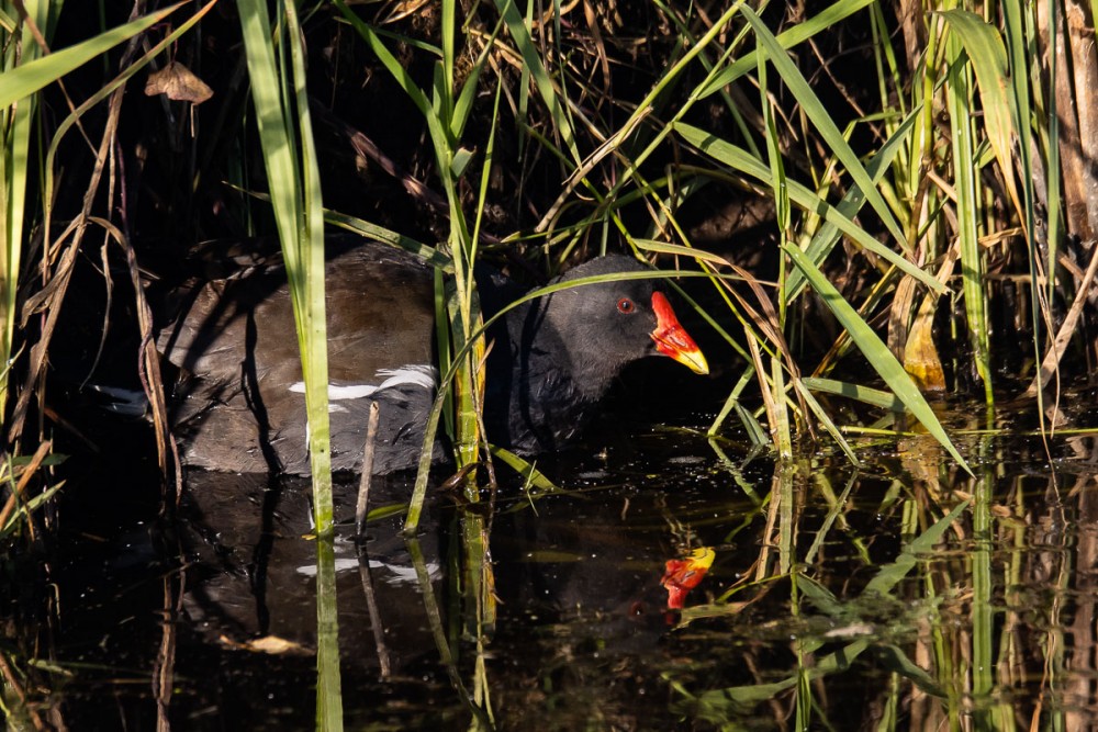 Gallinule poule d'eau