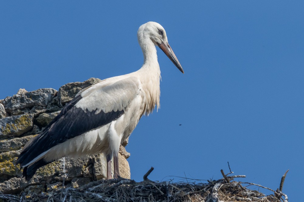 Cigogne blanche au château de la Rivière