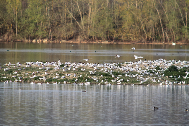 mouette mélanocéphale52.jpg