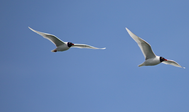 Mouette mélanocéphale60.jpg