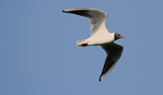 mouette rieuse35.jpg