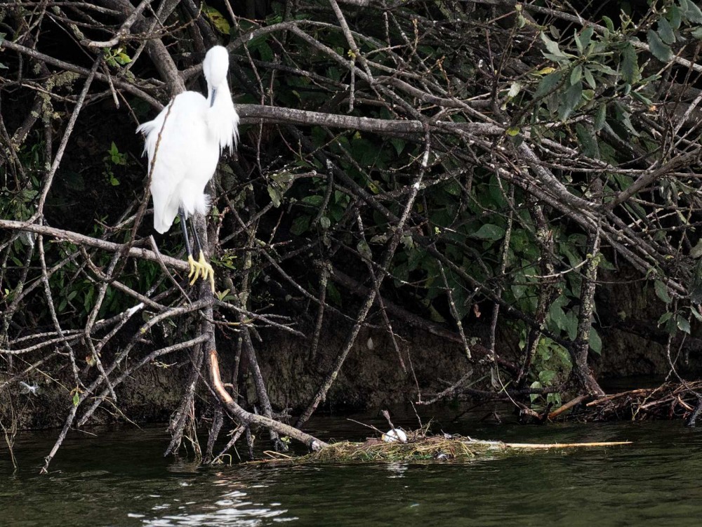 Un oeuf de grèbe gardé par une Aigrette garzette le 17 Août à 11h05