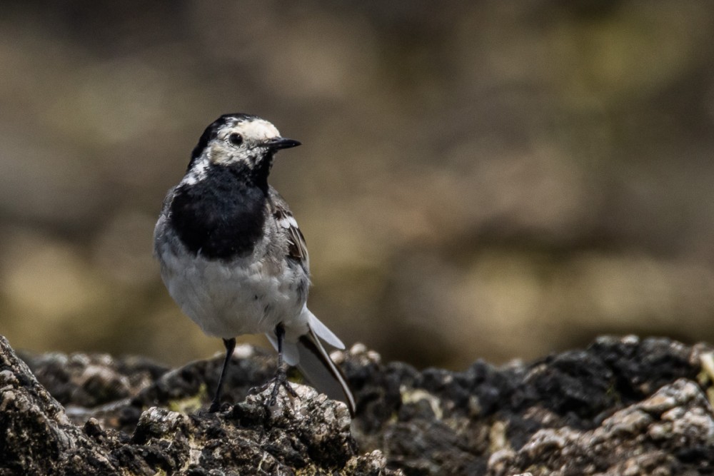 Beaucoup de bergeronnettes grises sur la plage à Urville