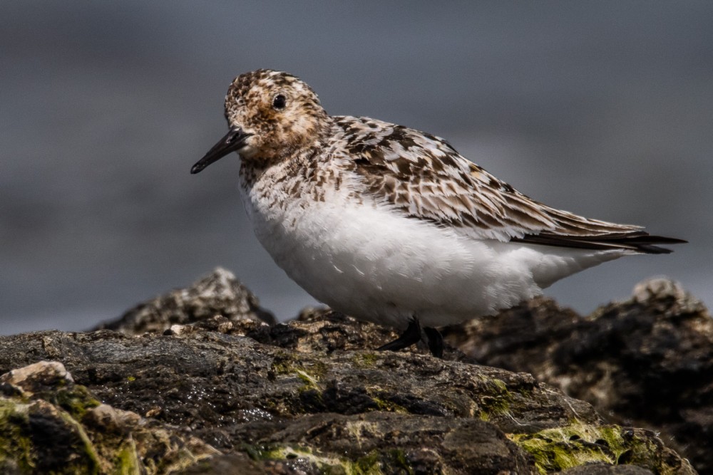 Retour des limicoles, avec des sanderlings en fin de plumage nuptial