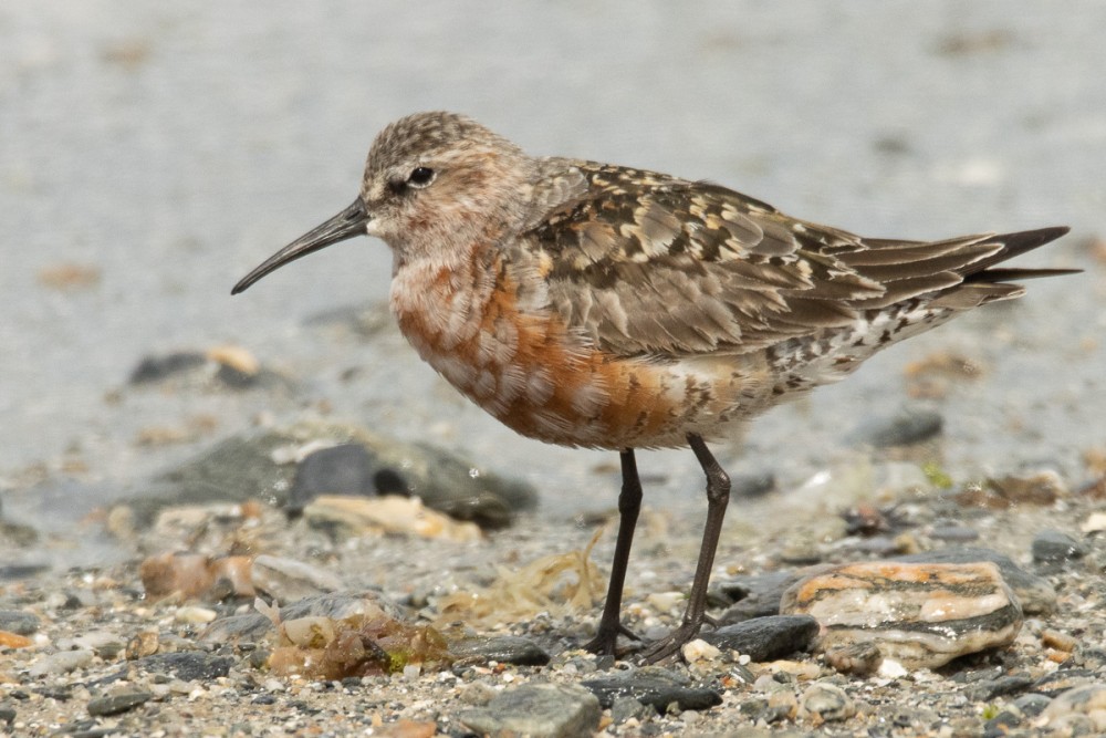 Un visiteur peu fréquent, le bécasseau cocorli en fin de plumage nuptial