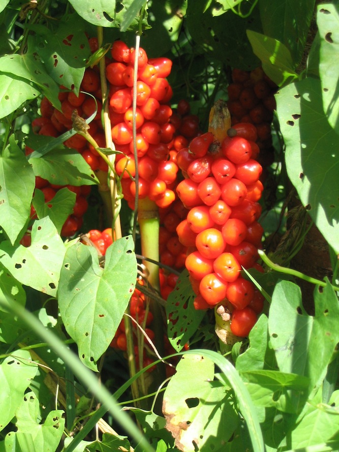 Fruits de l'arum.JPG