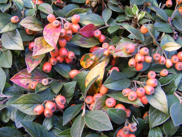 Cotoneaster de Franchet.JPG