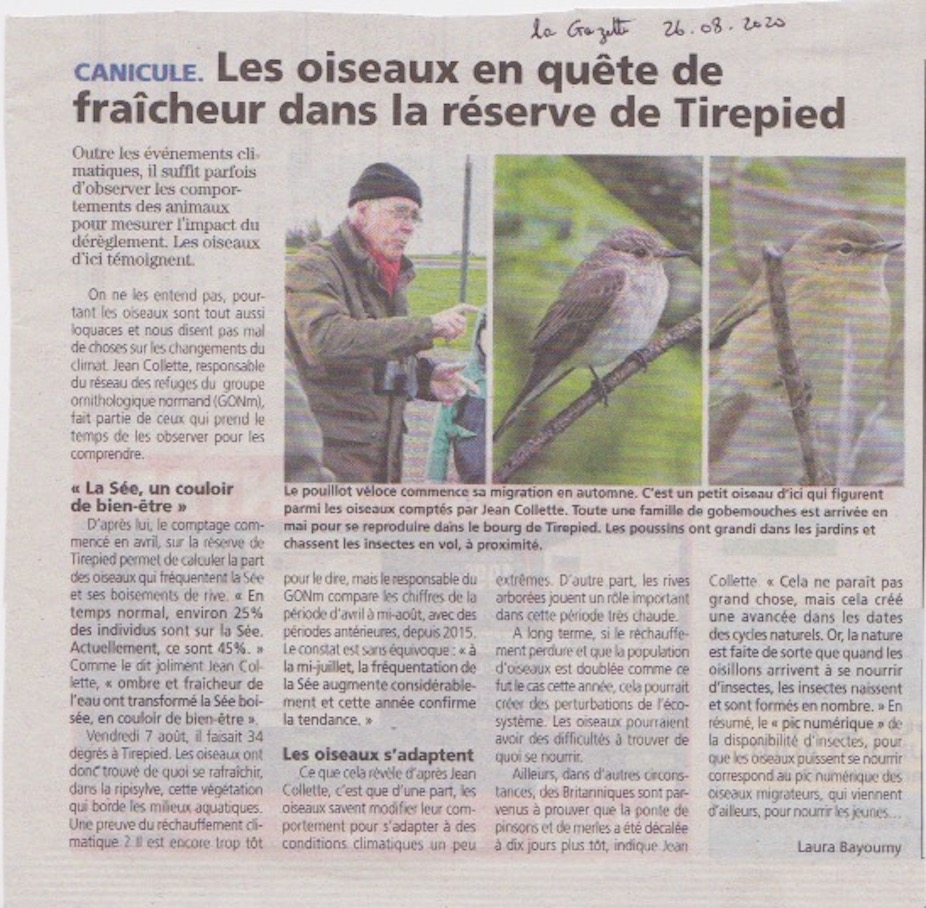 La Gazette de la Manche, édition du 26 août 2020<br />Le bonnet et l'écharpe pour la canicule, ça protège? (photos d'archive). Juste un peu de cafouillage côté espèces en photo. C'est le pouillot fitis qui avait été cité comme migrateur de passage dans la ripisylve.