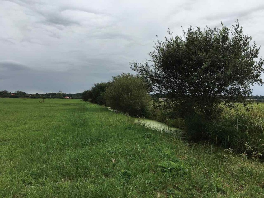 IMG_3537.jpeg (152.96 Kio) Vu 11797 fois fossé envahi par les saules avant arrachage