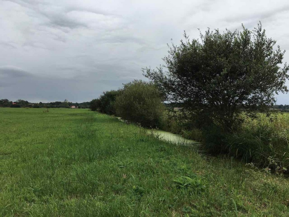 fossé envahi par les saules avant arrachage