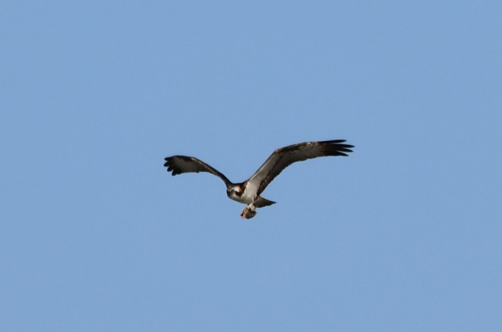 balbuzard pêcheur photo R. Chevalier. 2 JPG.JPG