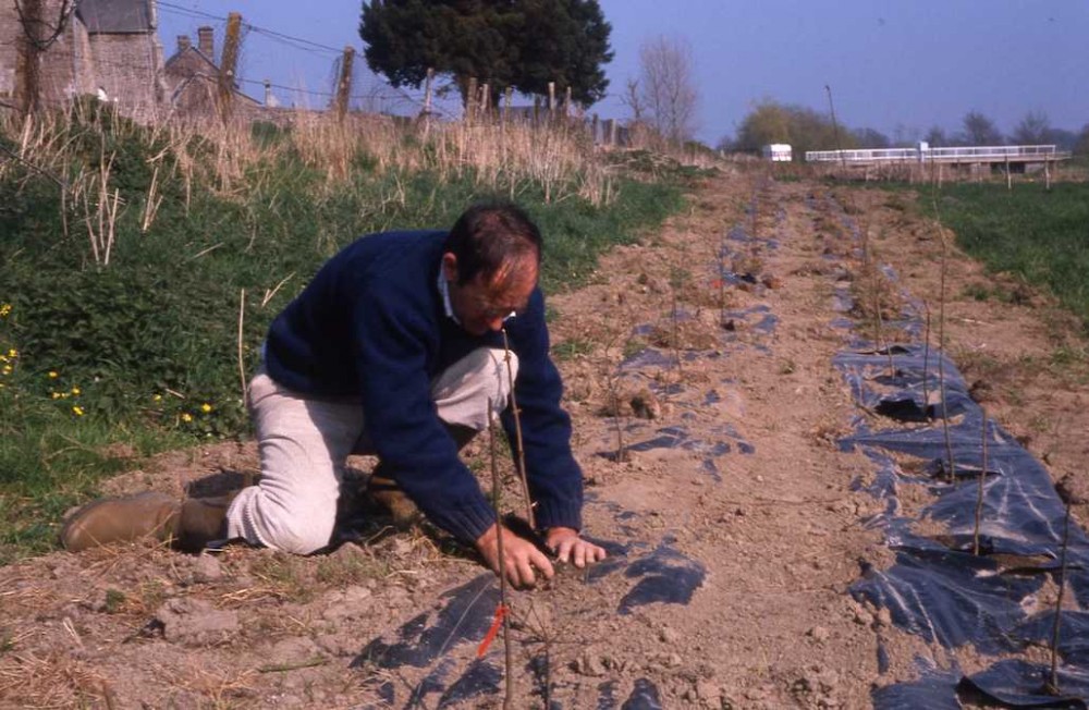 Plantation de la double haie en mars 1990. Une distance de plus de 2 m avec la limite de propriété a permis de faire accepter le côté non entretenu de la haie vers l'extérieur. Si à l'origine la vue depuis le bourg est largement ouverte sur la vallée, 30 ans plus trad la coupe de la haie constitue un sujet de discussion... Question de génération et de construction du paysage individuel générationnel!