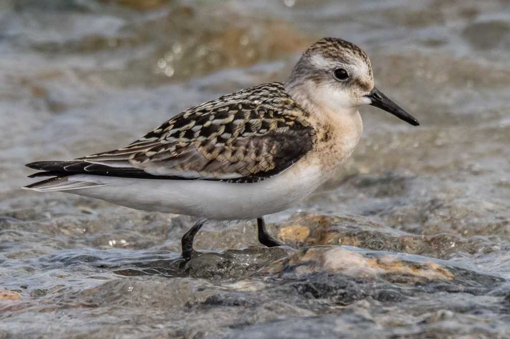 sanderling juvénile