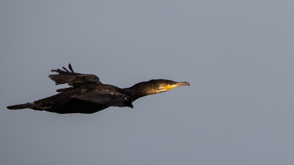 Cormoran de passage