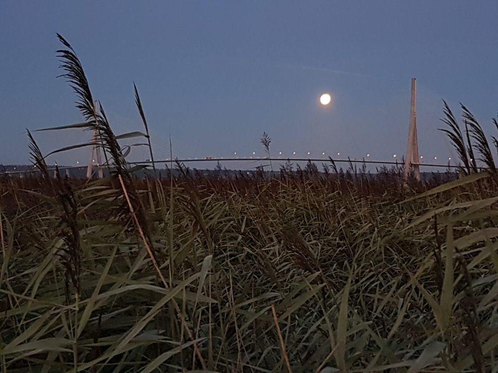 L'estuaire de la Seine au petit matin pendant le baguage