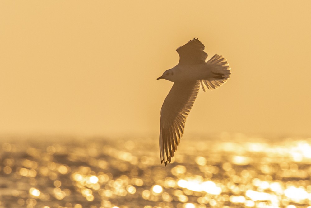 Mouette rieuse en contre-jour