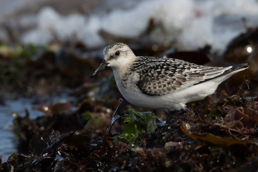 Bécasseau sanderling juvénile