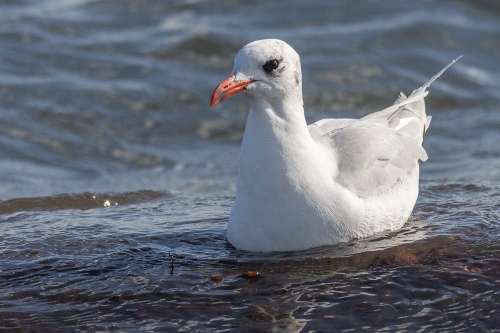 Mouette mélanocéphale à Urville-Nacqueville