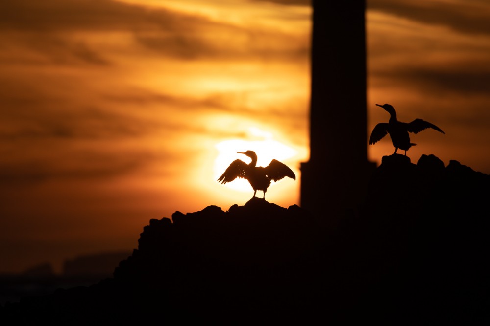 Arrivée de 2 cormorans juste au bon moment