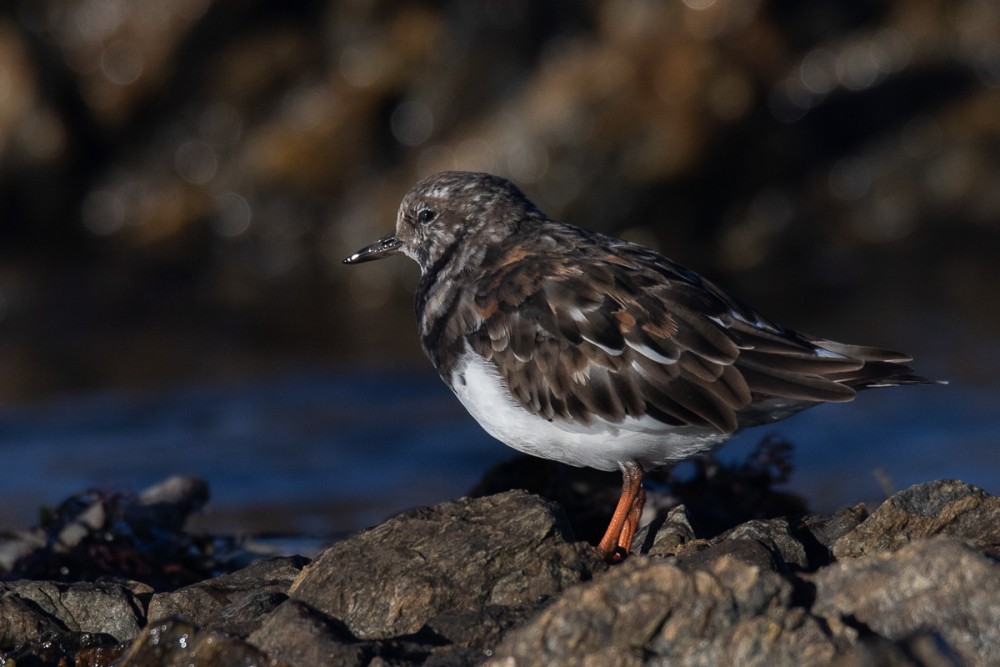 Très peu de limicoles dans les sorties en bord de mer, à part le tournepierre