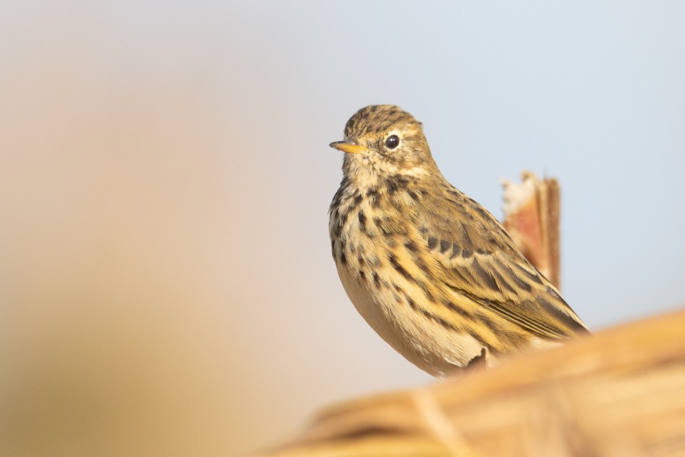 Pipit farlouse dans les champs de maïs fraîchement récolté