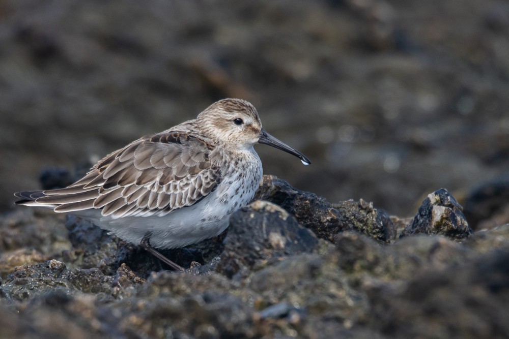 Bécasseau variable, très peu de bécasseaux présents pour le moment