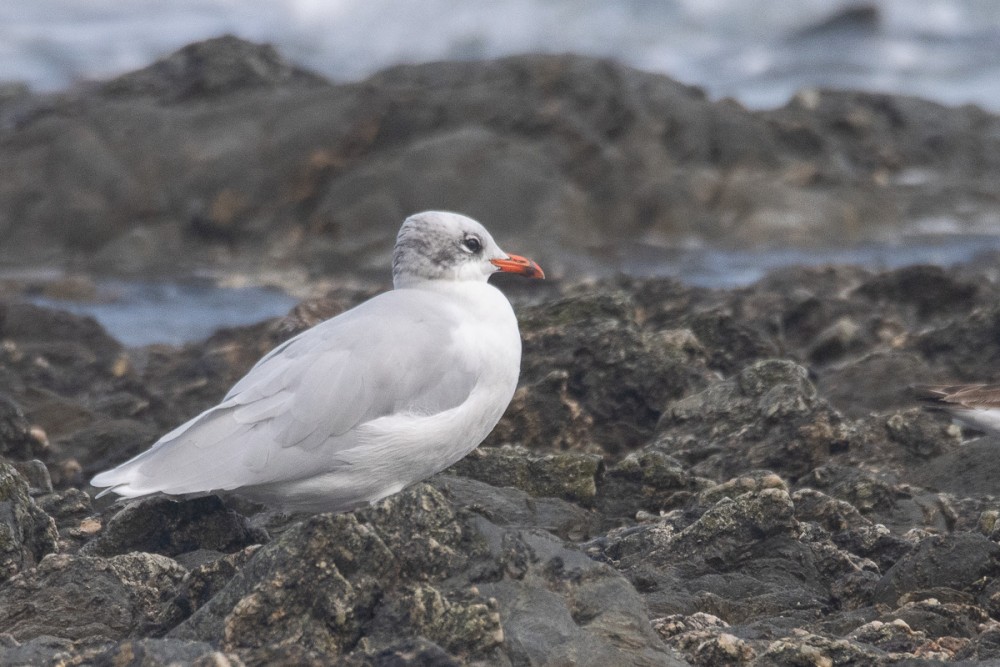 Mouette mélanocéphale à Urville-Nacqueville