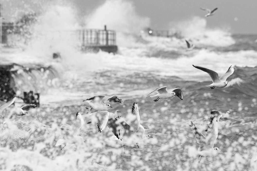 Mouettes rieuses dans une ambiance agitée de grande marée