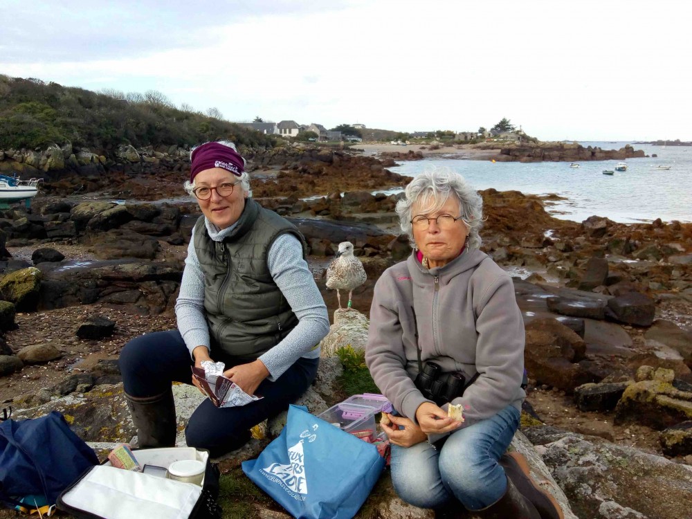 Le jeune goéland marin Y90 espère que Nicole et Brigitte laissent tomber quelques miettes de leur repas !