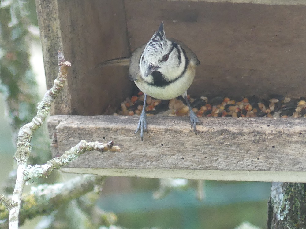 mésange huppée à mangeoire.JPG