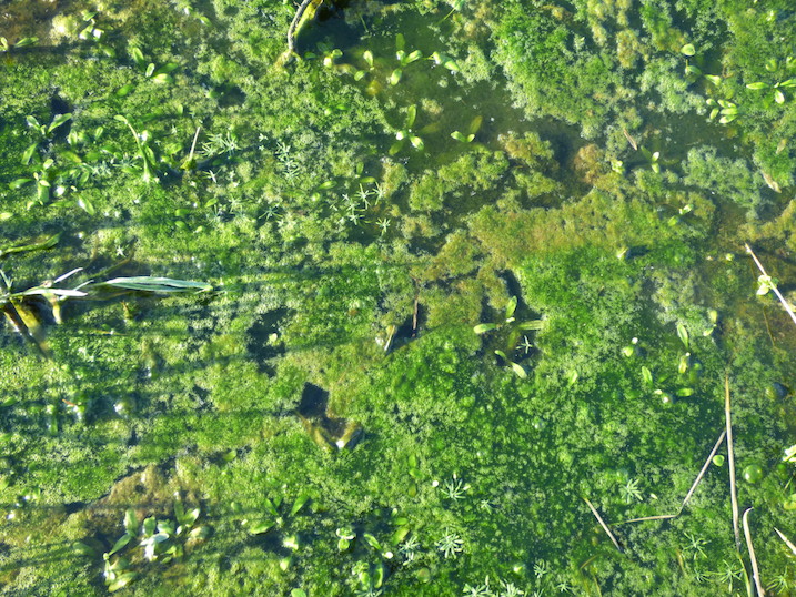 Couverture d'algues vertes même dans les flaques