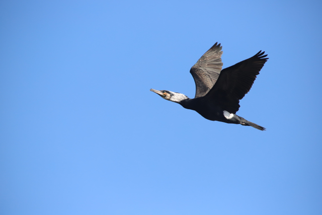 Grand cormoran52.jpg