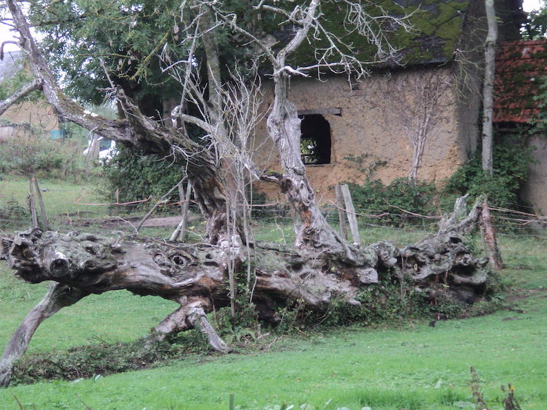 arbre mort conservé au sol Refuge de Longueville.jpg