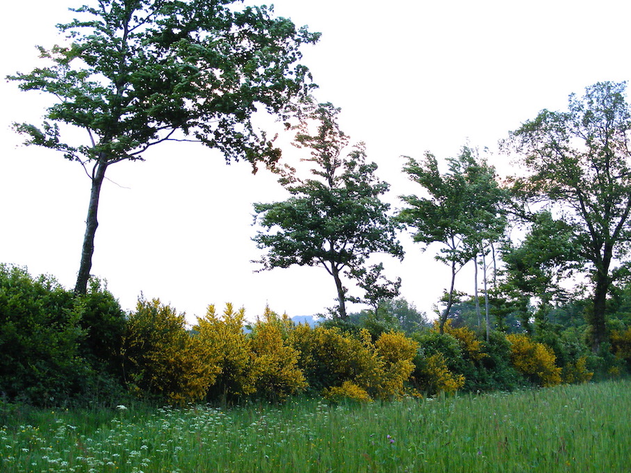 Haie de buissons de lande (ajoncs, genêts) sur talus. Saint-Michel-de-Montjoie/50, refuge chez P. et E. David (6 juin 2013)