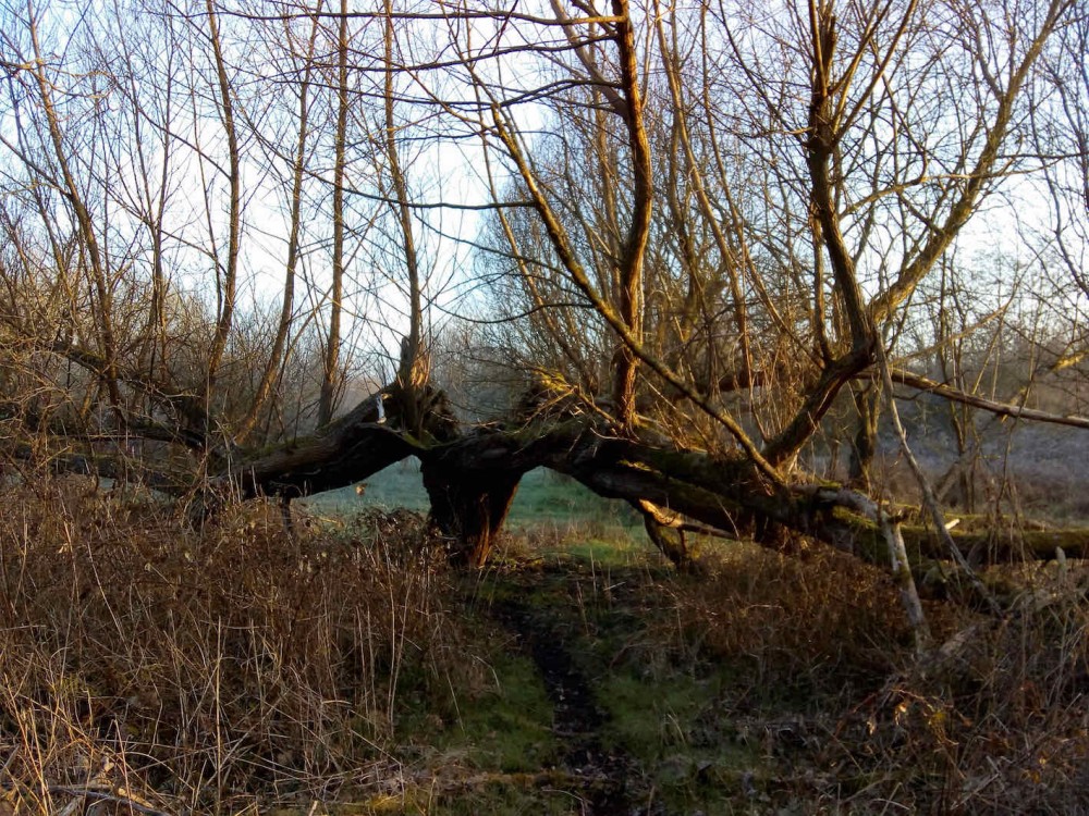 Un arbre remarquable