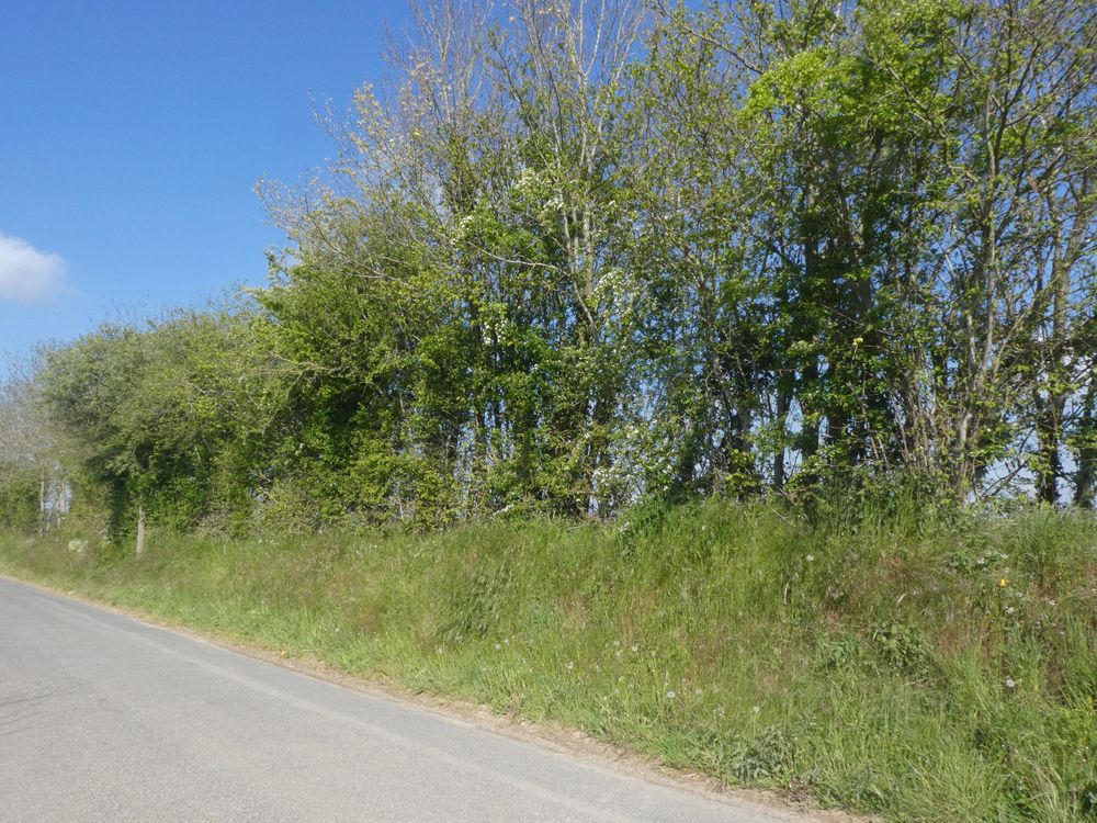 Une haie résiduelle de bord de route qui ne doit pas encore trop gêner mais qui laisse imaginer comment était cette route auparavant!