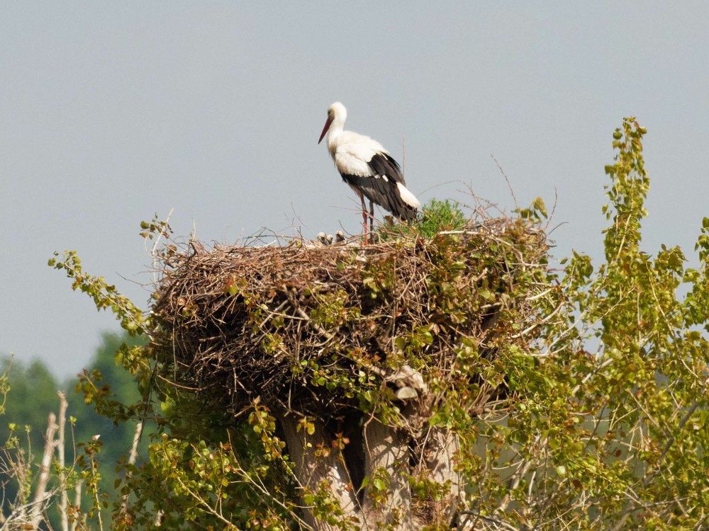 Cigogne et cigogneaux au nid le 14/05/2012 à 17h55