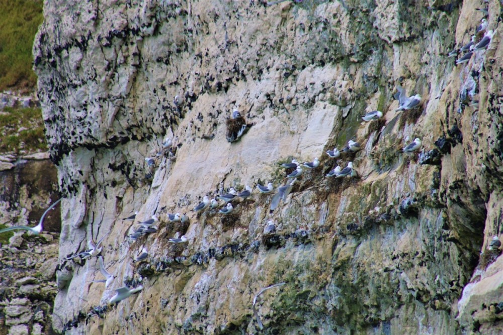 Colonie de tridactyle (Photo Sophie Guillotin)