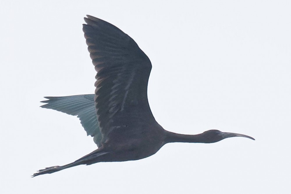 Ibis falcinelle à Blonville sur Mer le 26/06/2021 14H02