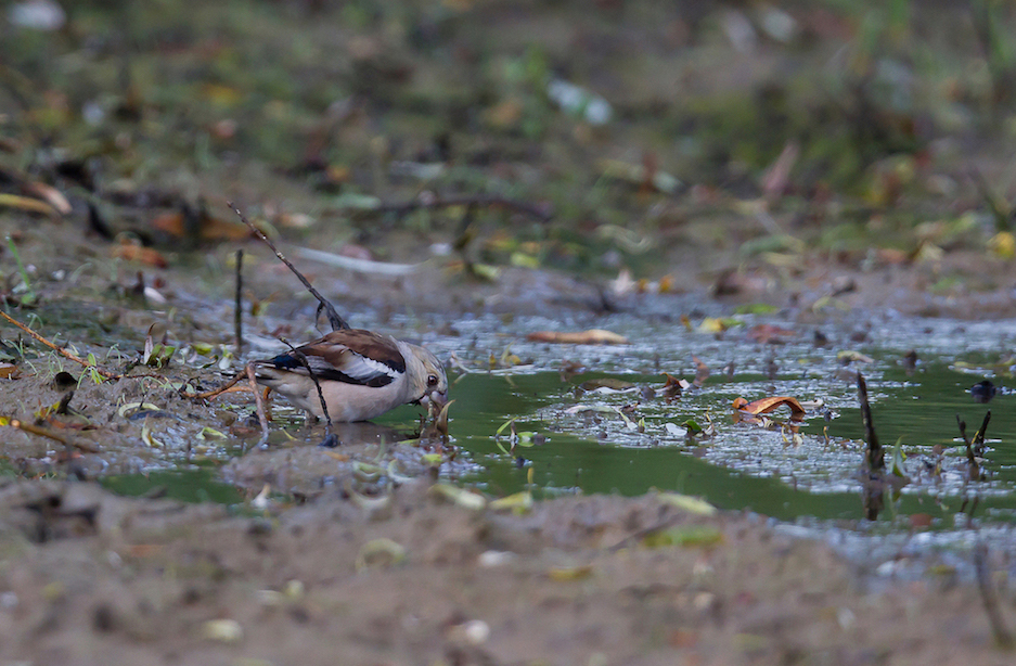 Le grosbec à l'abreuvoir chez Carl, une espèce peu visible en période nuptiale (photo C Ghestin)
