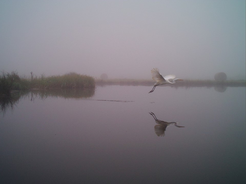 Grande aigrette 2.jpg