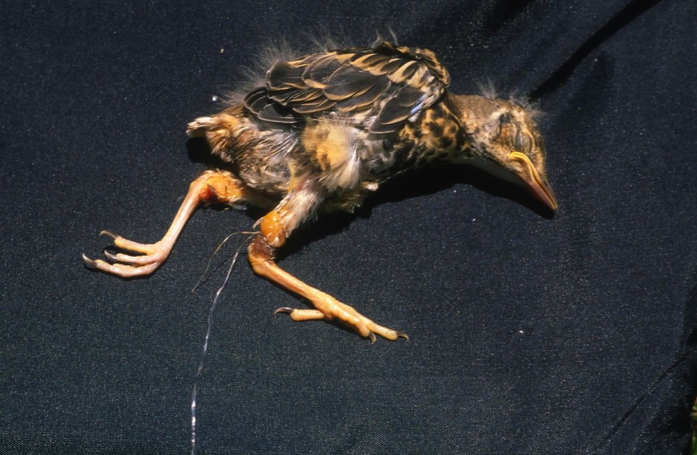 Jeune grive musicienne morte au nid, piégée par un fil plastique inséré dans la structure du nid.<br />Les Cresnays/50 Juillet 1991