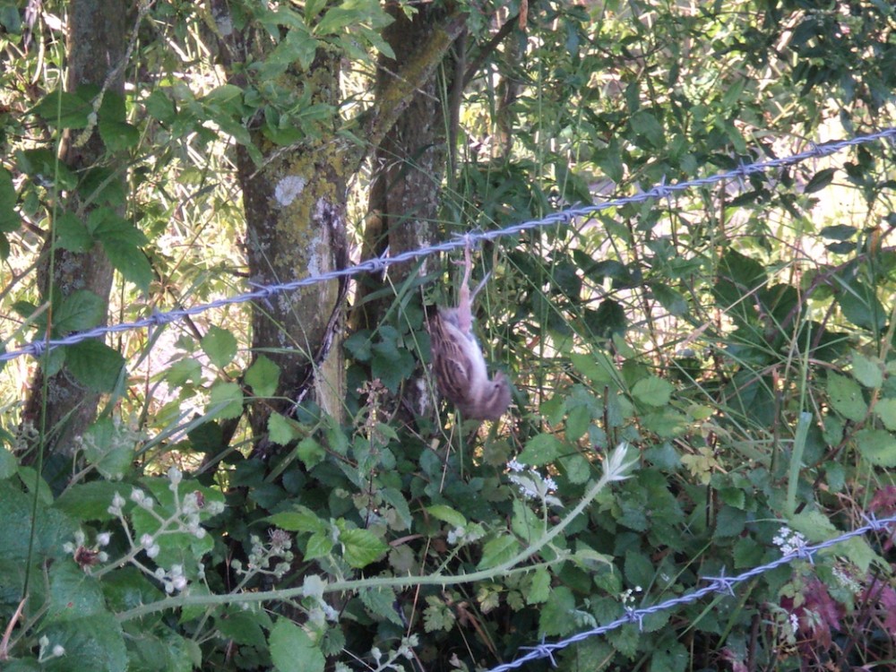 Moineau domestique suspendu à un fil barbelé, patte enserrée dans un brin de ficelle plastique. Le Locheur/14 juillet 2016