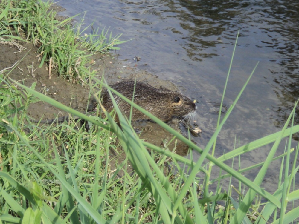 1.ragondinpg.jpg (776.5 Kio) Vu 8289 fois Les adultes peuvent aller pâturer jusqu'à plusieurs mètres de la rive sur les prairies