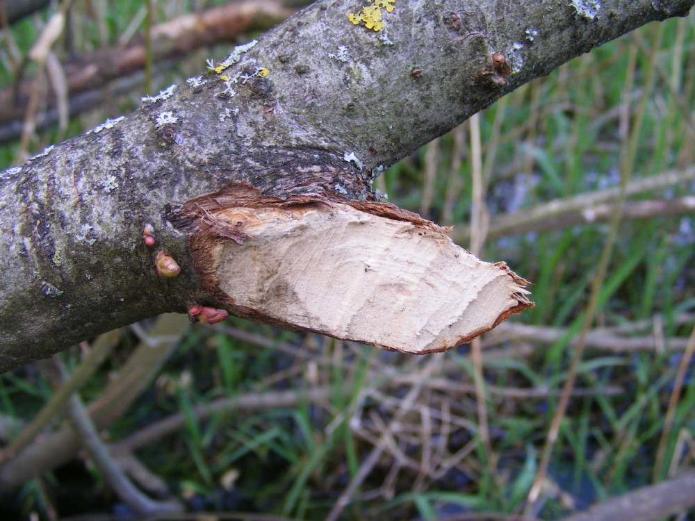 4.coupejpg.jpg (267.71 Kio) Vu 8289 fois Plus de castor, mais quand même des branches rongées par les puissantes incisives du myocastor!