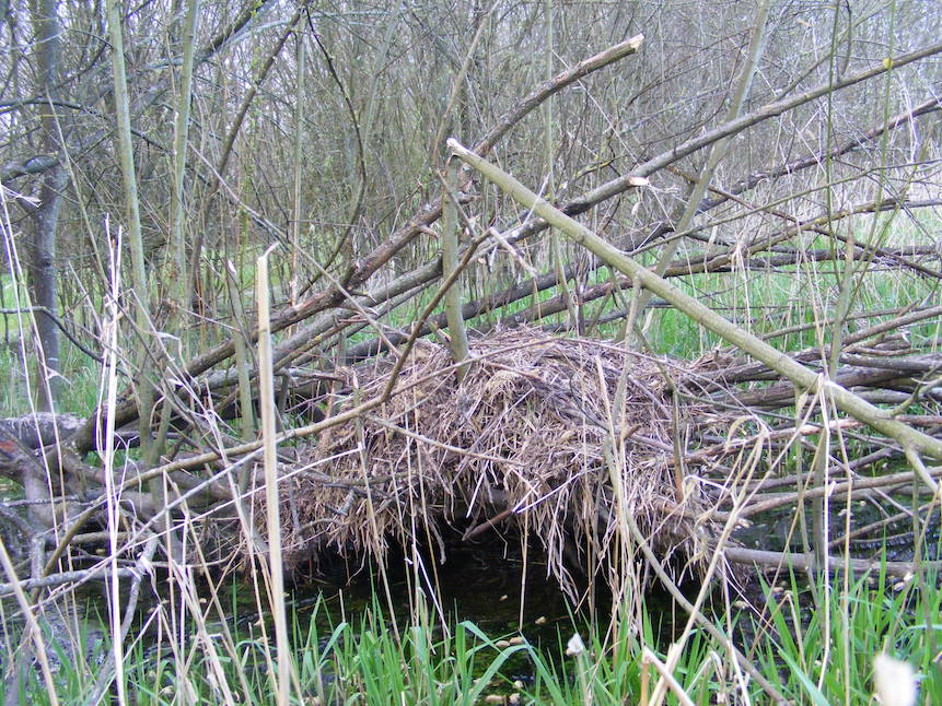 Sur son territoire, le ragondin construit plusieurs plates formes de repos, sur des branches couchées ou des souches, parfois très haut dans les saules quand les inondations l'obligent "à prendre de la hauteur". Ces accumulations de branchettes ressemblent à des super nids de poule d'eau!