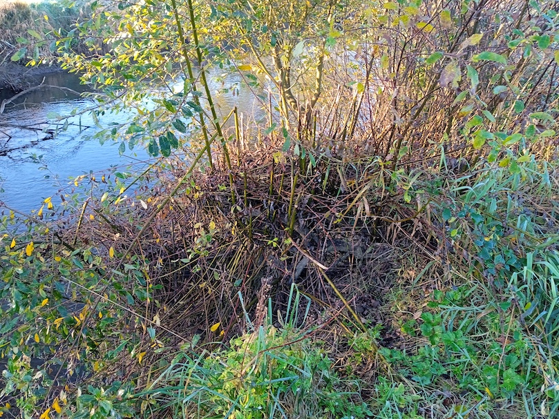 Depuis les travaux de "restauration" de la ripisylve de la Sée, les jeunes cépées de saules sont en partie rabattues par le ragondin, soit pour se nourrir, soit pour installer des reposoirs sur les coupes des troncs. Cette pratique récente ne devrait pas être sans conséquences sur la configuration de la saulaie future, quoique le dynamisme de ces arbustes soit de nature à surmonter l'adversité!